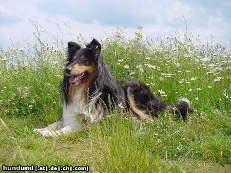 Langhaarcollie Maruscha