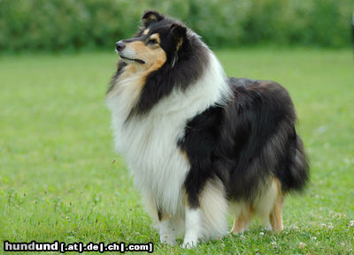 Langhaarcollie Tricolour Colliehündin Fancy, Besitzer Sabine Meyer