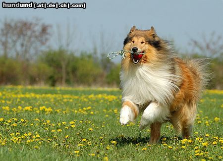 Langhaarcollie Dick van Dyke v. Old Tom