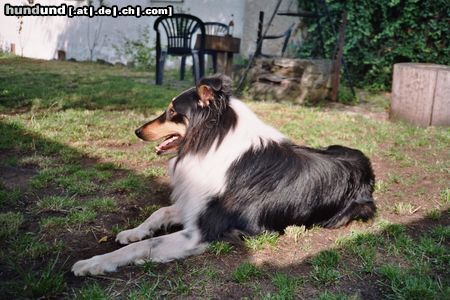 Langhaarcollie Sandro im Garten