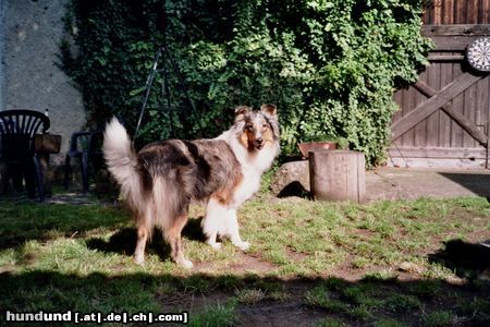 Langhaarcollie Maya im Garten