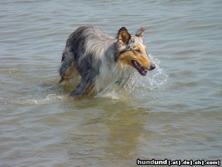 Langhaarcollie Maja