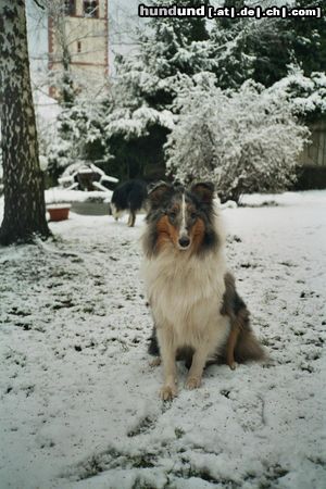 Langhaarcollie Mein Traumhund