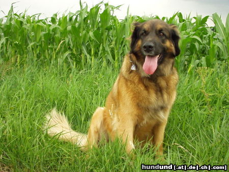 Leonberger Cora