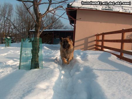 Leonberger Luna