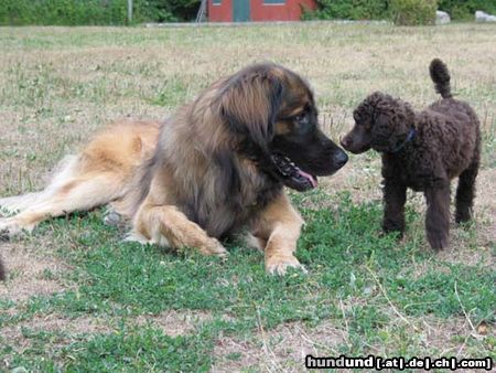 Leonberger Komm Großer, spiel mit mir(Askan+Großpudelwelpe)