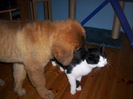 Leonberger Ob der schmeckt?