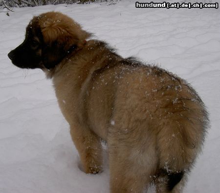 Leonberger (d)ina von der vulkaneifel 13 wochen alt