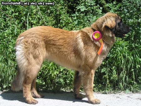 Leonberger