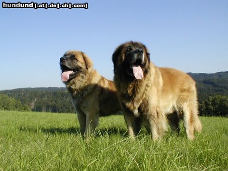 Leonberger CH. Breddy Sedmidomky + Achát Severozápadní cesta  