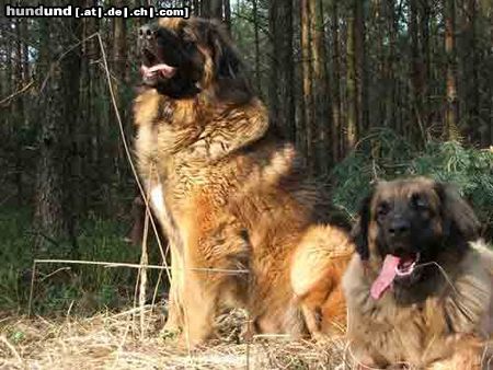 Leonberger Arima