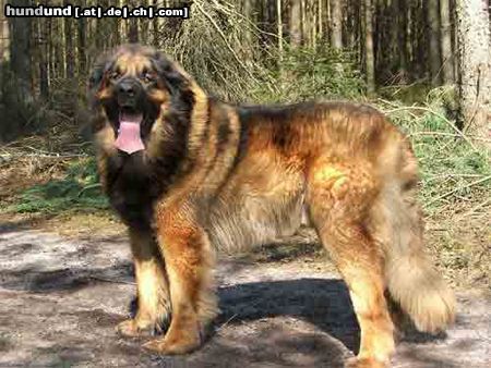 Leonberger Zefir