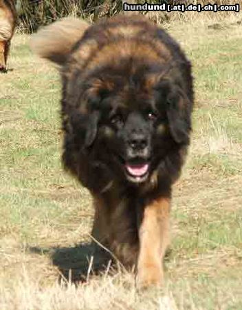 Leonberger Arima