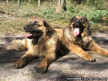 Leonberger Arima