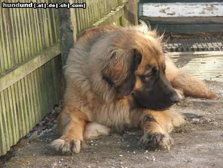 Leonberger Arima