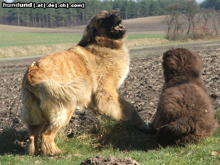 Leonberger Leonberger Red Lion kennel