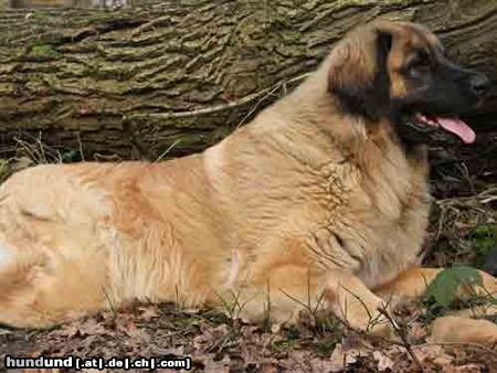 Leonberger Arima