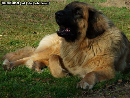 Leonberger Arima