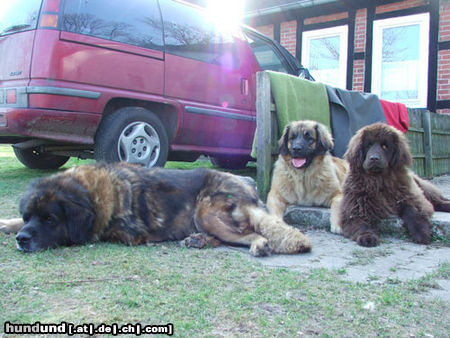 Leonberger Leonberger Red Lion kennel