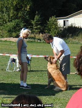 Leonberger Big Rose Sedmidomky - 2, 5 Jahre alt