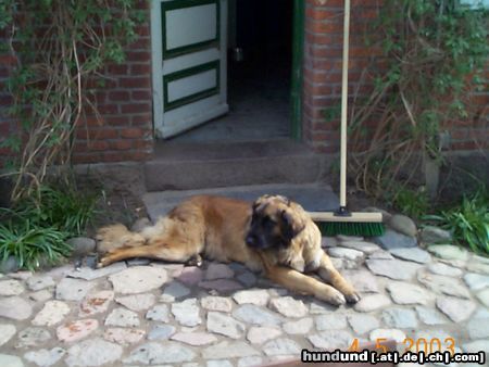 Leonberger Pakka 18 Monate