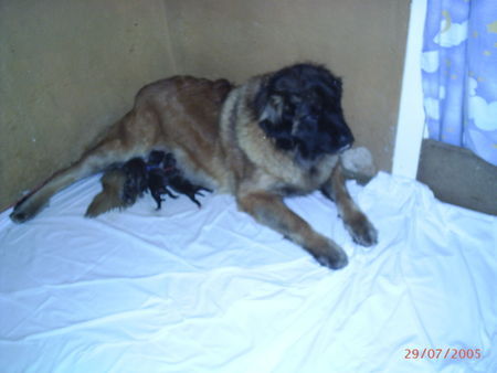 Leonberger