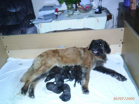 Leonberger