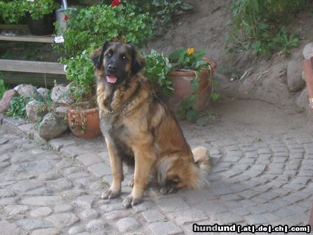 Leonberger Pakka 09/2004