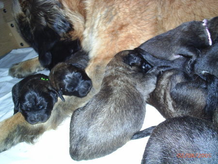 Leonberger