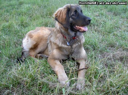 Leonberger Ina mit 6 Monaten