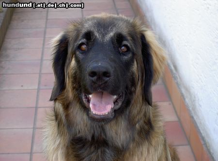 Leonberger Ina mit 6 Monaten