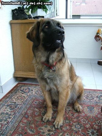 Leonberger Ina mit 10 Monaten