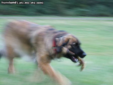 Leonberger ganz schön schnell unterwegs