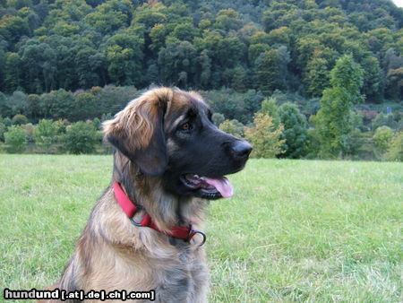 Leonberger Ina von der Vulkaneifel, 10 Monate