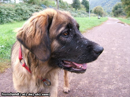 Leonberger Ina von der Vulkaneifel, 10 Monate