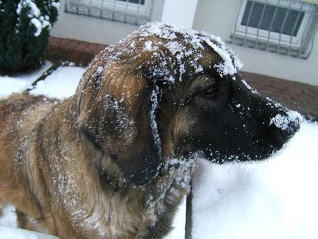 Leonberger