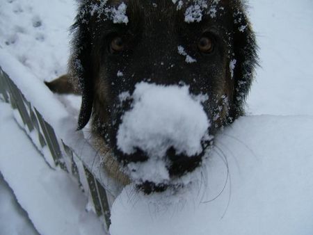 Leonberger Ina die Schneeschnauze