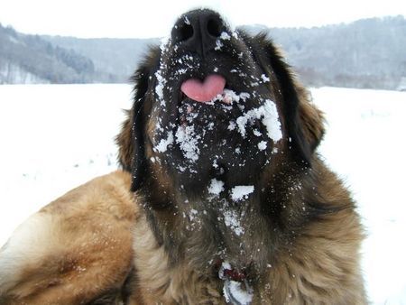 Leonberger Ina