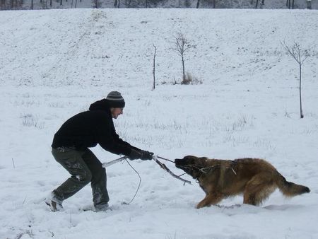 Leonberger Ina und ich beim zanken