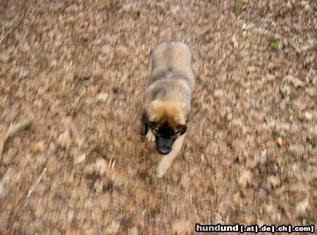 Leonberger leo hündin Ina 12 wochen alt