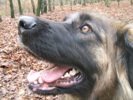 Leonberger Kopf Ina