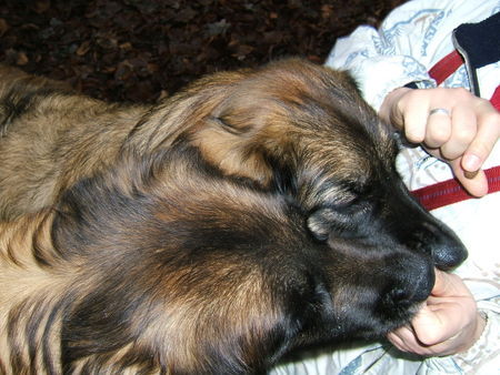 Leonberger Futterberger ²