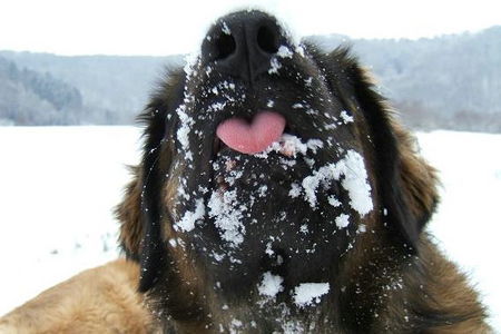 Leonberger bääh