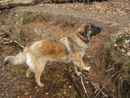 Leonberger Ina im Waldbach