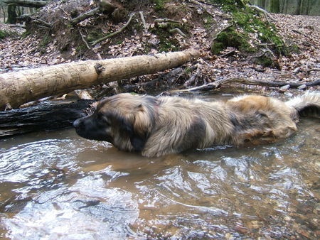 Leonberger Badeberger