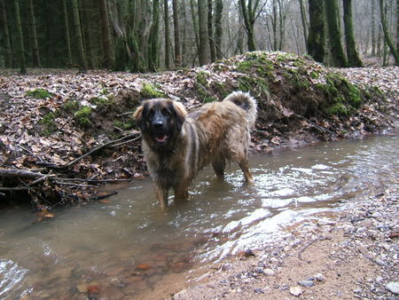 Leonberger Ina in Ihrem Element