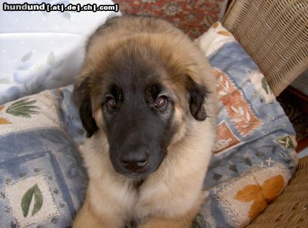 Leonberger (d)ina 3 Monate