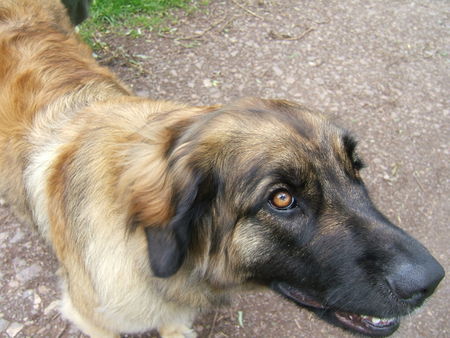 Leonberger was hab ich getan?