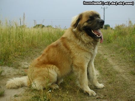 Leonberger CH. Breddy Sedmidomky -rüde 