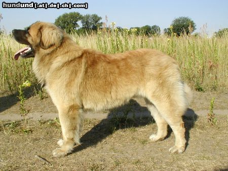 Leonberger CH. Breddy Sedmidomky -rüde 